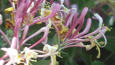 Lonicera hispidula